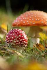 Fly Agaric (Amanita muscaria)