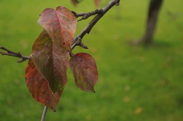 Red autumn leaves of apple tree on a branch on a green background