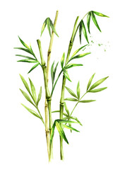 Green bamboo stems and leaves. Watercolor hand drawn illustration, isolated on white background