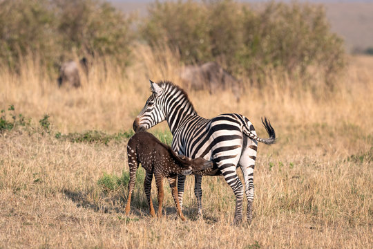 Rare zebra foal with polka dots (spots) instead of stripes, named Tira after the guide who first saw her, nursing.  Image taken in the Maasai Mara National Park in Kenya.