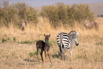 Rare zebra foal with polka dots (spots) instead of stripes, named Tira after the guide who first saw her, with her mother.  Image taken in the Maasai Mara National Park in Kenya.