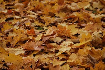 colorful background of fallen autumn colored leaves