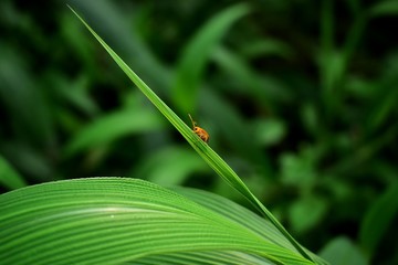 dragonfly on blade of grass