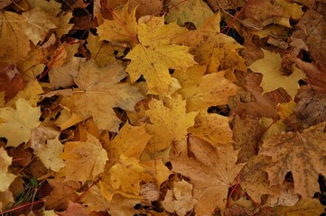 colorful background of fallen autumn colored leaves