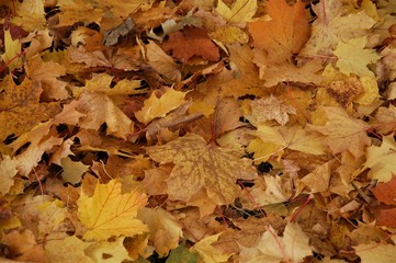 colorful background of fallen autumn colored leaves