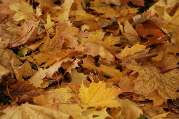 colorful background of fallen autumn colored leaves