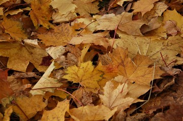 colorful background of fallen autumn colored leaves