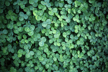 Leaf clover backgrounds ,walpapper, a clover leaf with four leaflets, rather than the typical...