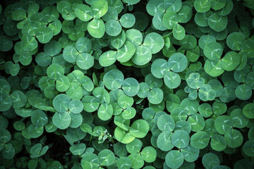 Leaf clover backgrounds ,walpapper, a clover leaf with four leaflets, rather than the typical...
