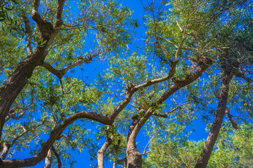 Twisting Branches of Eucalyptus Tree