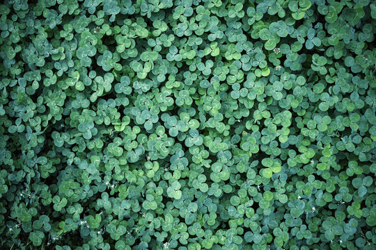 Leaf clover backgrounds ,walpapper, a clover leaf with four leaflets, rather than the typical three, thought to bring good luck