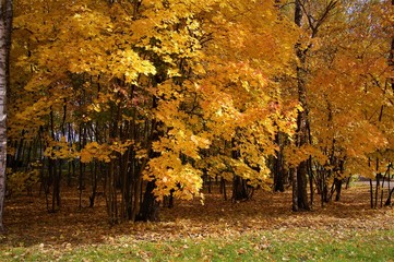 autumn yellow maple leaves on a branch