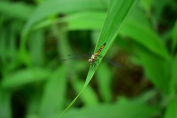 dragonfly on blade of grass