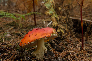 Fly Agaric ( Amanita muscaria)