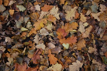 background texture autumn oak  leaves
