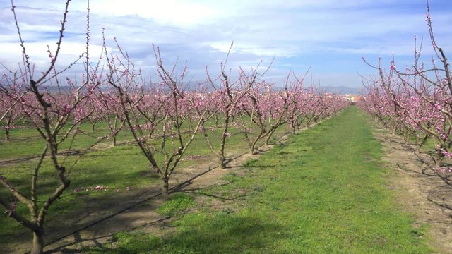 Blossoming peach tree in Benissanet, a beautiful town in Catalonia, Spain. Flowers sprout during the spring and the landscape is transformed. The fields flowered transmit sensations positive and of