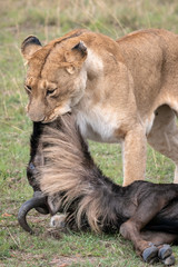 Lioness after a successful hunt applying the suffocation hold to a wildebeest.  Image taken in the Maasai Mara National Reserve, Kenya.