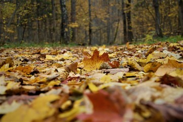 autumn in the park
