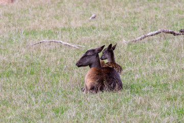 Hind and calve of dellow deer lying in the grass © Markus