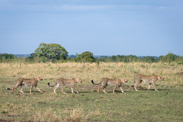 Cheetah mother and three older cubs walking along the savannah preparing to hunt.  Image taken in the Maasai Mara National Reserve, Kenya.