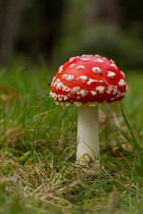Fly Agaric (Amanita muscaria)