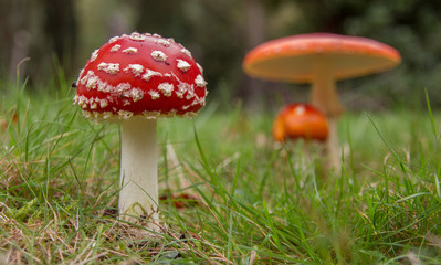 Fly Agaric (Amanita muscaria)