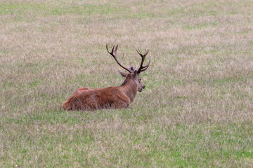 Fototapeta premium Lying redstag in the grass in autumn