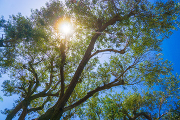 Sunlight Shines Through Eucalyptus Branches