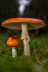 Fly Agaric (Amanita muscaria)