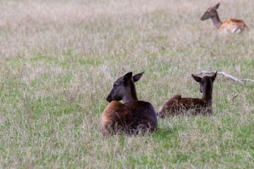 Lying black female animals of fellow deer