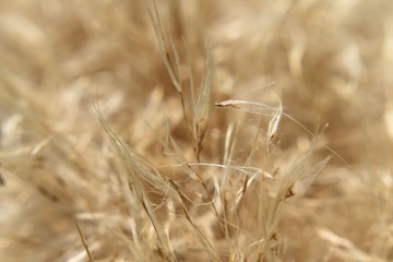 Fototapeta premium Macro Wheat