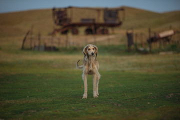 Kazakh breed of dog Tazy (endangered)