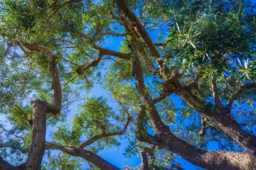 Green Eucalyptus Leaves under Blue Sky