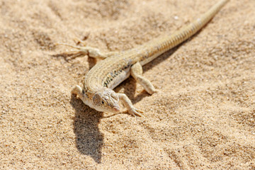 Rapid fringe-toed lizard Eremias velox on sand dune. Cute reptile in wildlife.