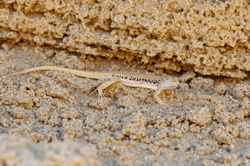 Rapid fringe-toed lizard Eremias velox on sand dune. Cute reptile in wildlife.