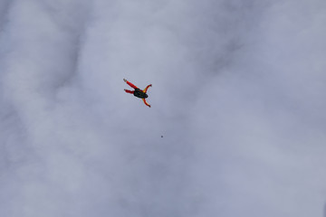 Fototapeta na wymiar A skydiver is falling into clouds.