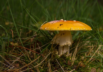 Fly Agaric (Amanita muscaria)