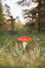 Fly Agaric (Amanita muscaria)
