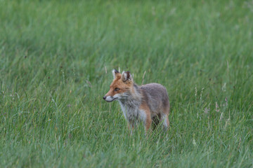Fuchs