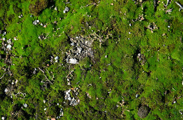 Moss covered gritty ground