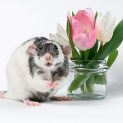 Funny black and white rat with fresh flowers in a transparent vase