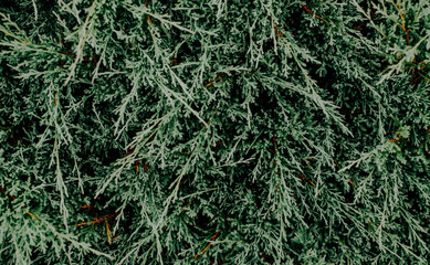 Green dark leaves of bushes. The concept of decorating the garden. Dense leaves cover the whole frame.