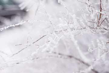 Frosty branches in hoarfrost. Winter mood. Frosty morning. Beauty of winter