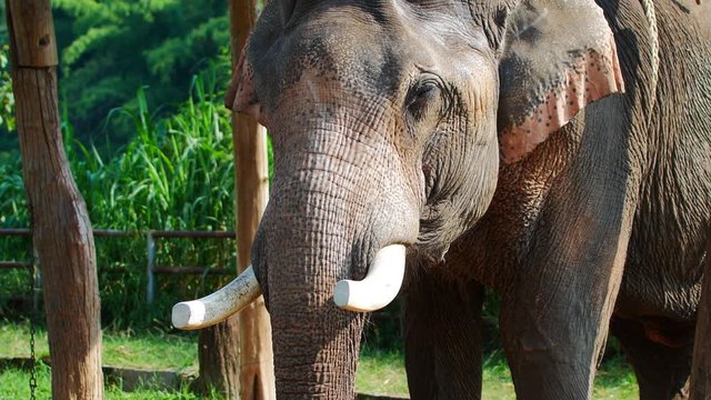  Asian Elephant In Chiang Rai, Thailand.