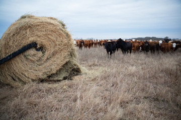 Cattle anticipating being fed hay in winter