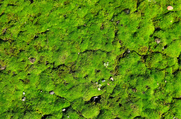 Moss covered gritty ground