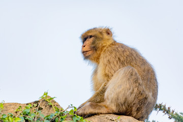 Portrait of a small monkey