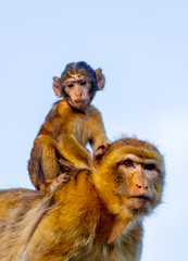 Mom monkey with her son