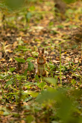 Squirrel in the autumn forest