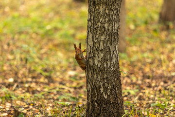 Squirrel in the autumn forest on a tree